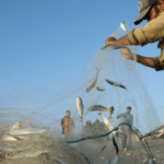 Can AI and Mobile Apps Save Small-Scale Fishermen?