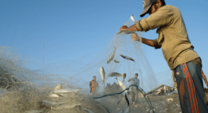Can AI and Mobile Apps Save Small-Scale Fishermen?